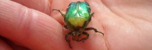 Un scarabée vert posé sur ma main