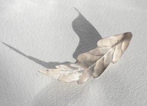 arrière d'une feuille en argent ciselé comme volant au vent