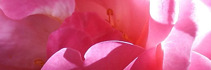 Bandeau PERLES thème rose rouge